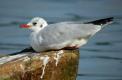 Mouette rieuse 0803