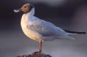 Mouette rieuse176