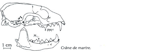 crâne de martre (Dessin Jean Chevallier)