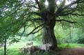 Détail du tronc : les vaches se mettent à l&#039;abri sous l&#039;arbre.( © Mme Laurence Gadrey )