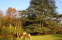 Un cèdre majestueux pour le plus grand plaisir des chevaux.( © Mme Chantal Samsoen Joubert )