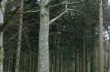 Un gros hêtre en peuplement forestier, avec une très belle forme.( © M Guy Cougnard )