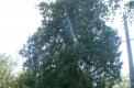 Un séquoïa, marquant une propriété.( © M Olivier Thiébaut (PNRM) )