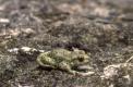 L'alyte accoucheur est un petit crapaud à iris doré et pupille verticale