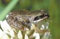 Petite grenouille rousse de l'année