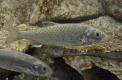 Le toxostome est un petit poisson blanc des rivières aux eaux claires.
