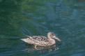 Femelle de Canard souchet sur l'eau