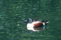 Mâle de Canard souchet sur l'eau