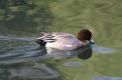 Mâle de Canard siffleur sur l'eau