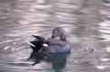 Mâle de Canard chipeau qui se toilette sur l'eau