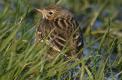 pipit farlouse dans l'herbe 170203