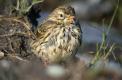 pipit farlouse sortie de bain