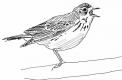 Pipit des arbres chant