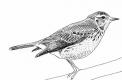 Pipit des arbres