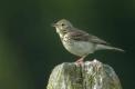 Pipit des arbres