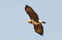 buse variable