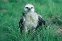 Buse variable