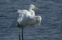 grande aigrette   