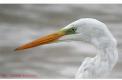 Portrait de Grande aigrette