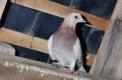Pigeon biset de ville dans un grenier