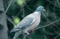Pigeon ramier perché sur un arbre