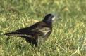 Corbeau freux