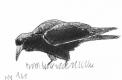 Corbeaux freux 2