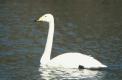 Cygne chanteur