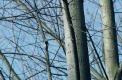Pic épeiche accroché sur un tronc d'arbre