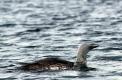 Plongeon arctique en plumage nuptiale sur l'eau