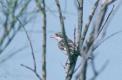 Femelle de Pie-grièche à tête rousse perchée sur un arbre