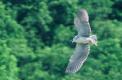 Bihoreau gris en vol