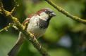 Moineau domestique 0803