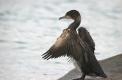 Grand cormoran juv