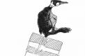 Grand cormoran