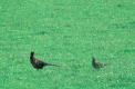 Couple de Faisan de colchide dans une prairie