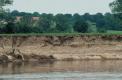 Hirondelles de rivage à proximitées de leurs terriers