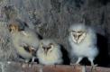 Poussins de chouette effraie dans un grenier