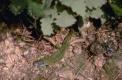 Lézard vert