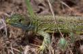Lézard vert