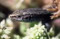 Lézard vivipare