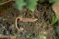 Lézard des murailles prenant un bain de soleil