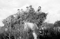 Récolte des sapins avec des boeufs - 1941- Miéville